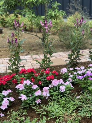 新和花壇20180820-2.jpg