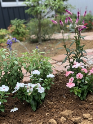 新和花壇20180820-3.jpg