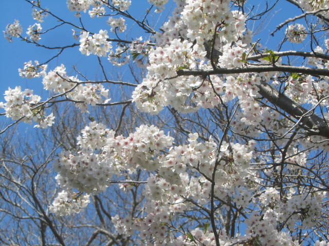 東金桜1.jpg