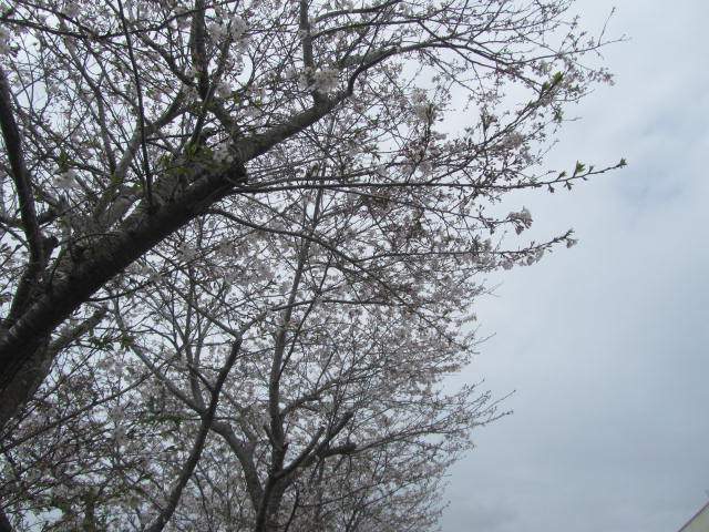 桜が見頃です。