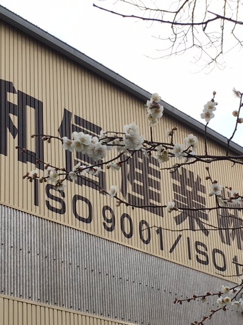 千葉工場の「梅の花」開花！