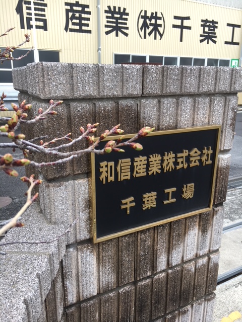 千葉地区に植えられている桜が開花しました。