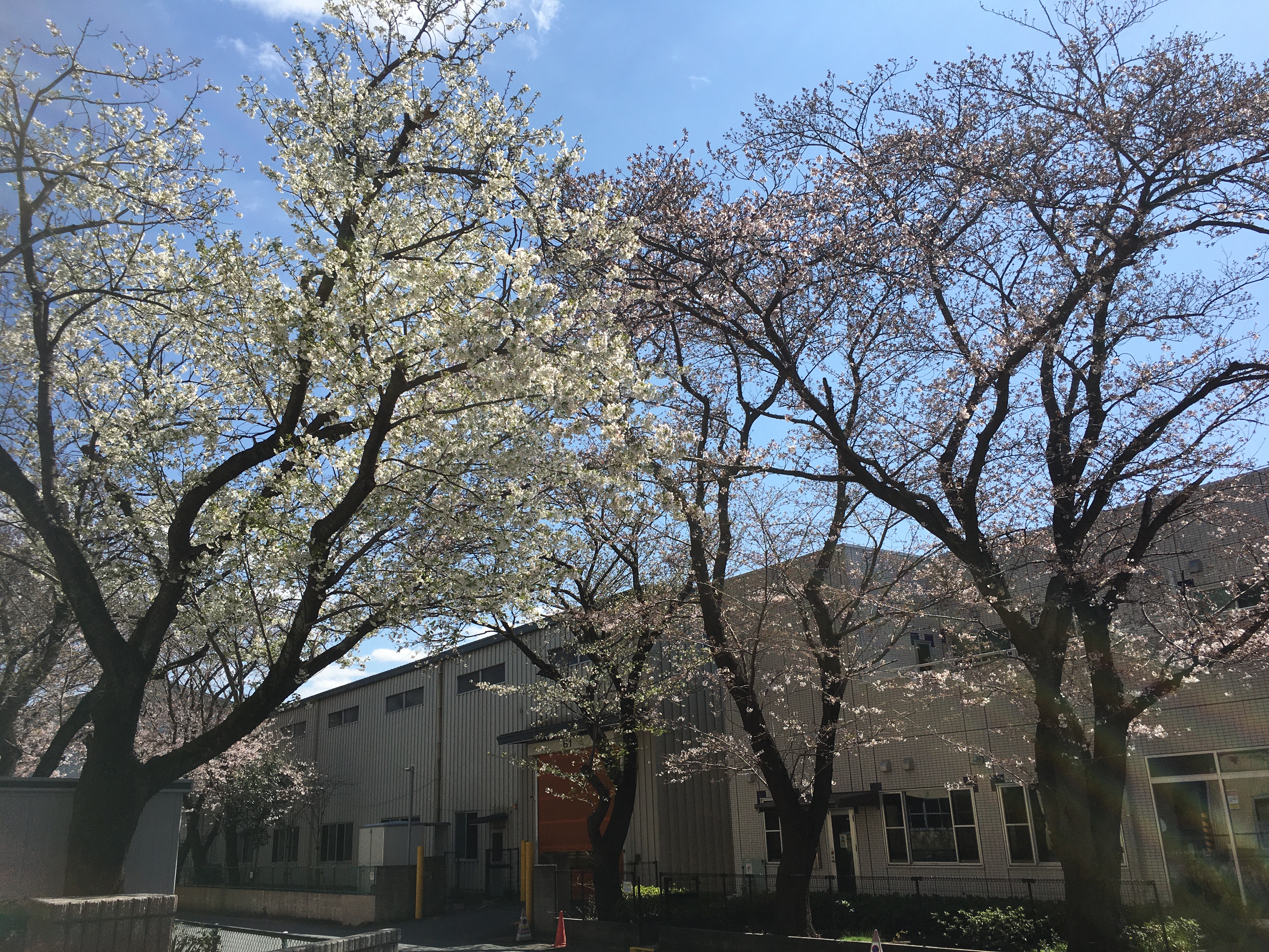 千葉地区の桜開花情報