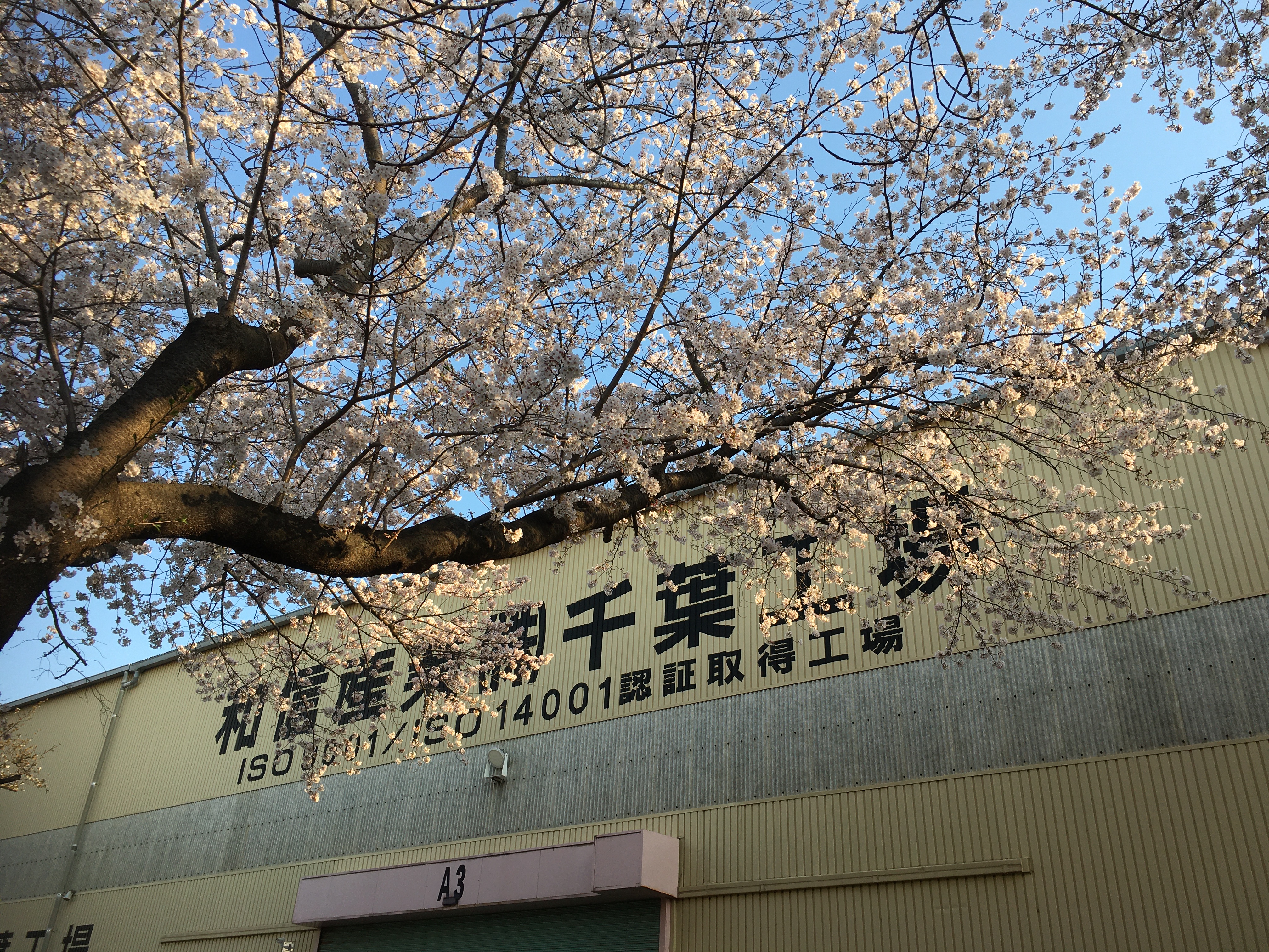 千葉地区の桜は満開です！