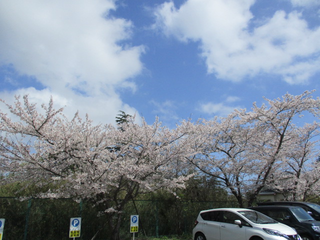 東金工場の桜開花情報