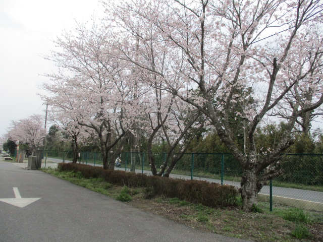東金工場桜開花