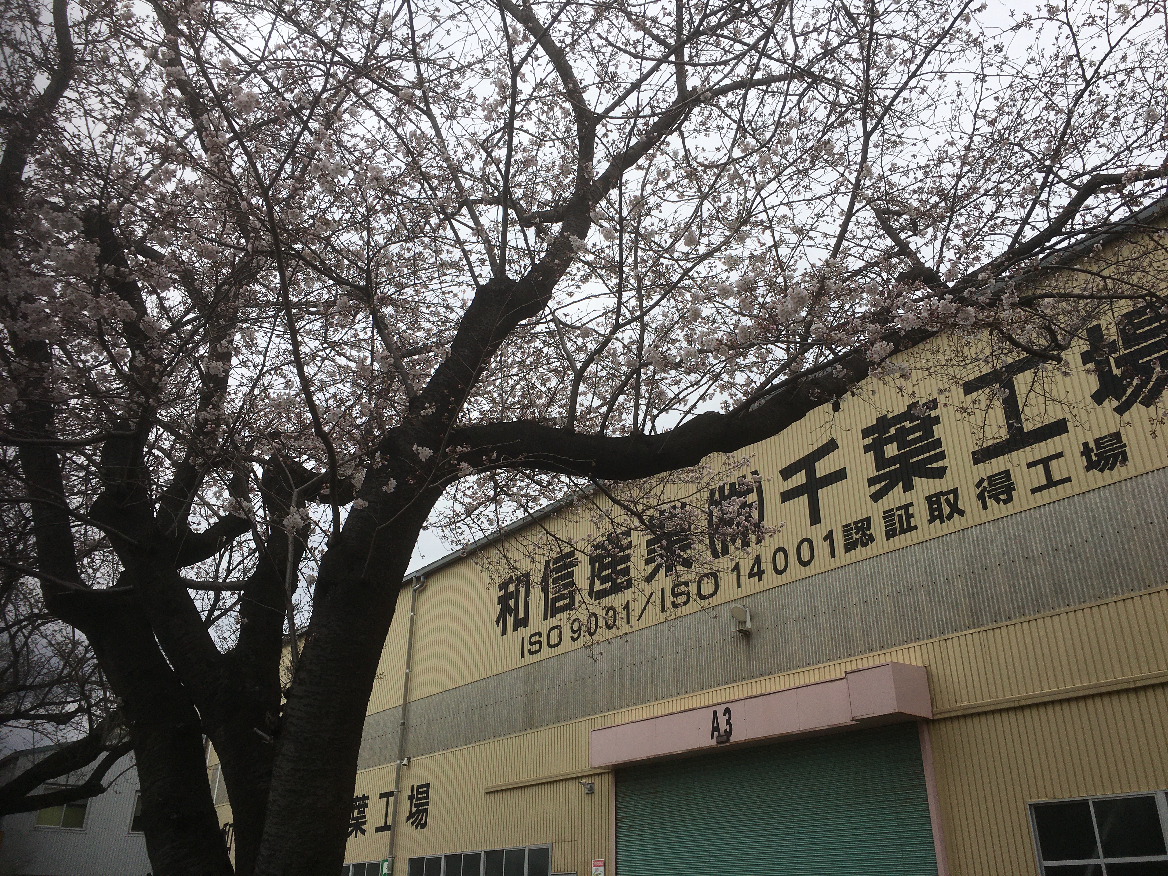 千葉地区桜開花