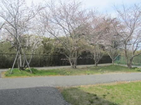 桜満開の東金工場