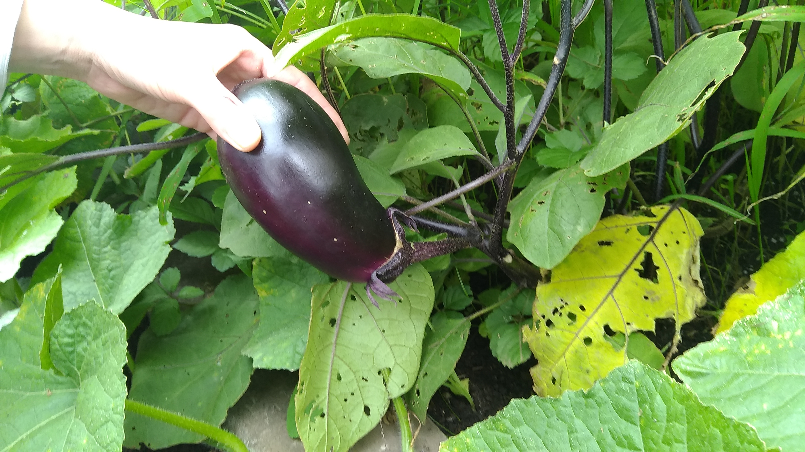 菜園の収穫