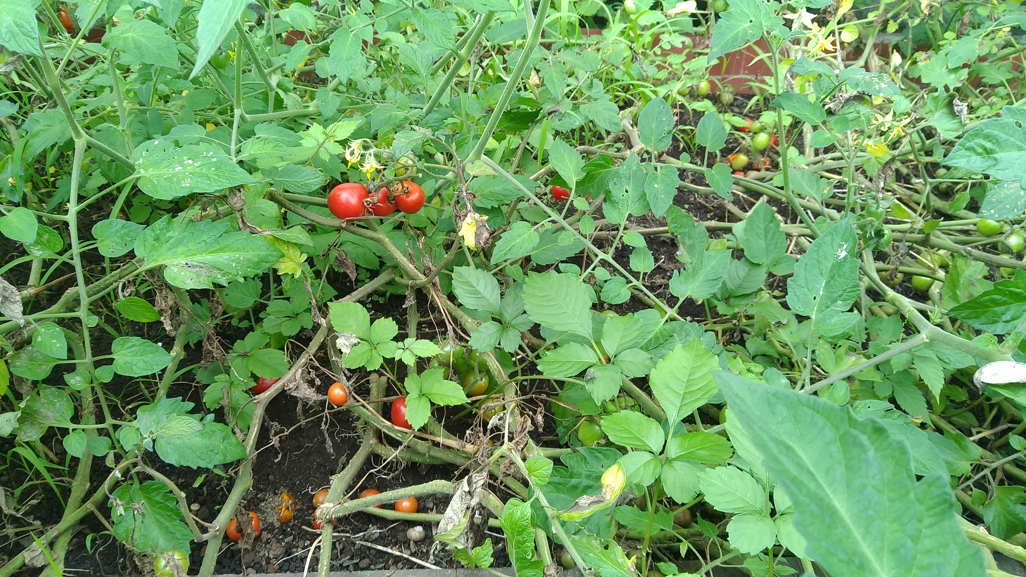 tomato.jpg